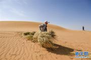 宁夏中卫：草方格扎出的沙漠绿意