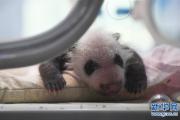 重庆动物园两只大熊猫同日诞下双胞胎