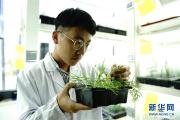 上海多地发现国家二级重点保护野生植物粗梗水蕨